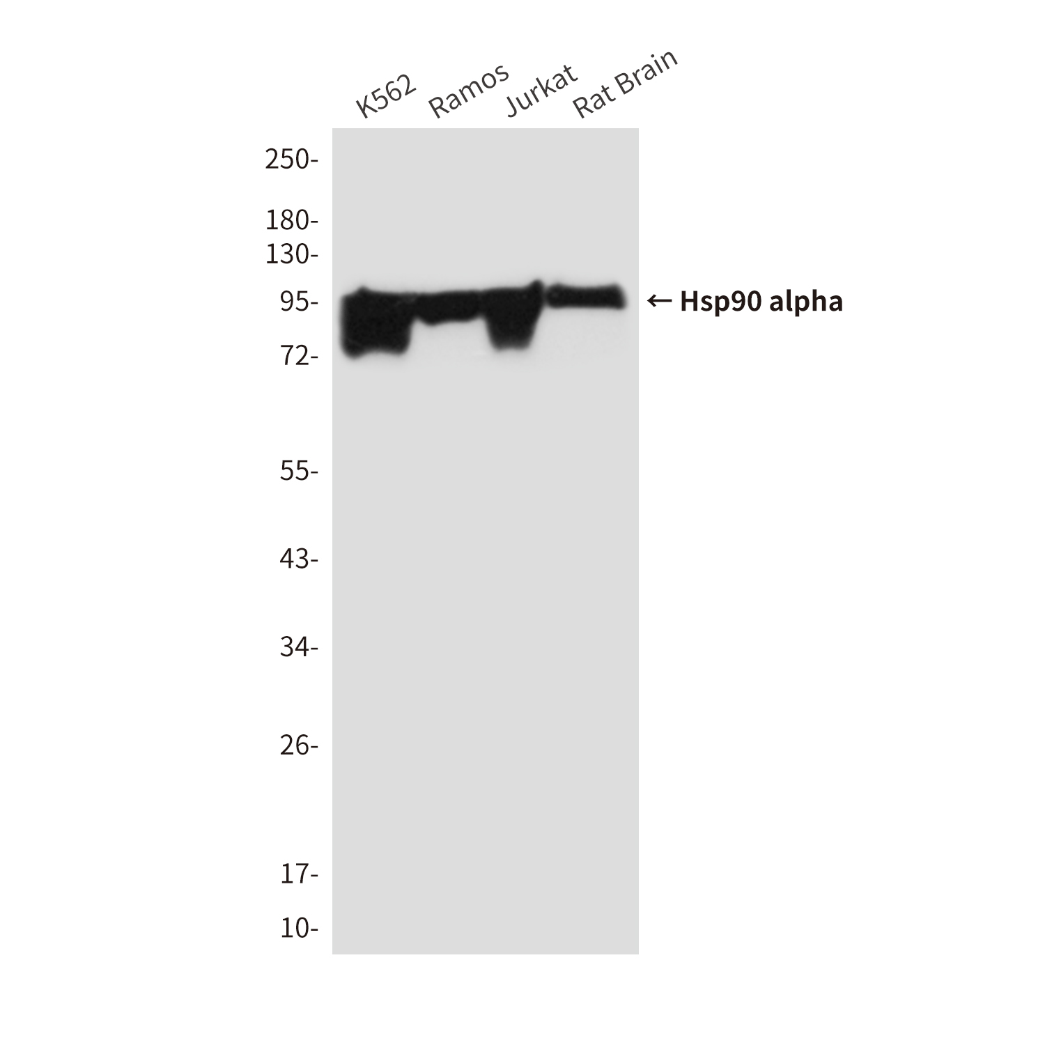 Hsp90 (5D6) Mouse mAb ABZ4230