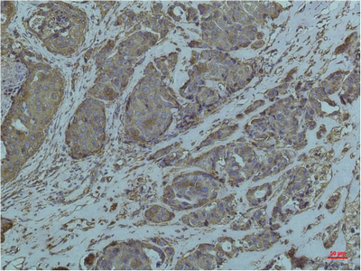 GRP78 BiP (9C7) Mouse mAb ABZ4231