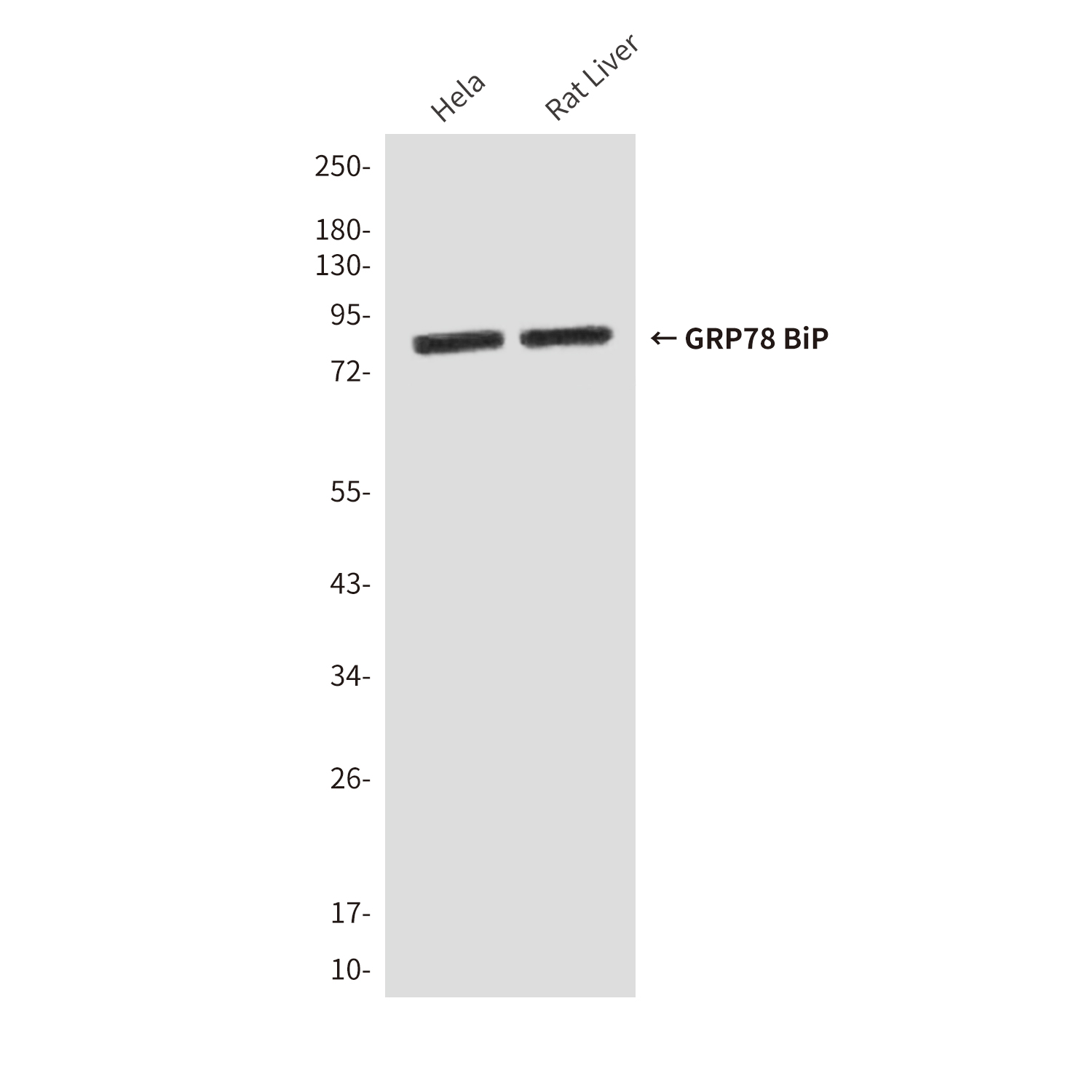 GRP78 BiP (9C7) Mouse mAb ABZ4231