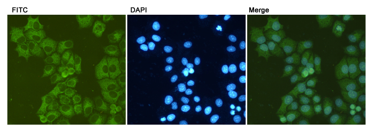 GRP78 BiP (6H7) Mouse mAb ABZ4232