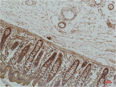 GRP78 BiP (6H7) Mouse mAb ABZ4232