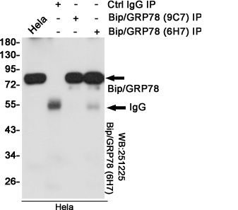 GRP78 BiP (6H7) Mouse mAb ABZ4232