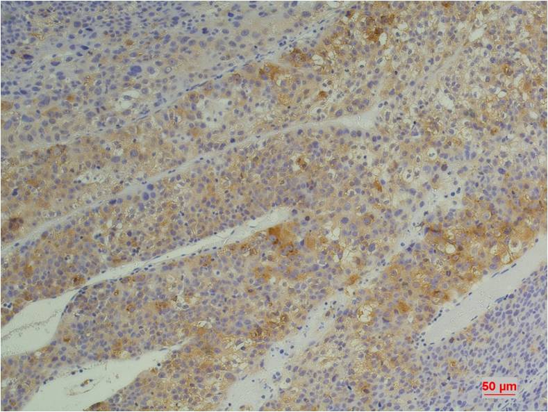 Cyclophilin B Mouse mAb ABZ4234