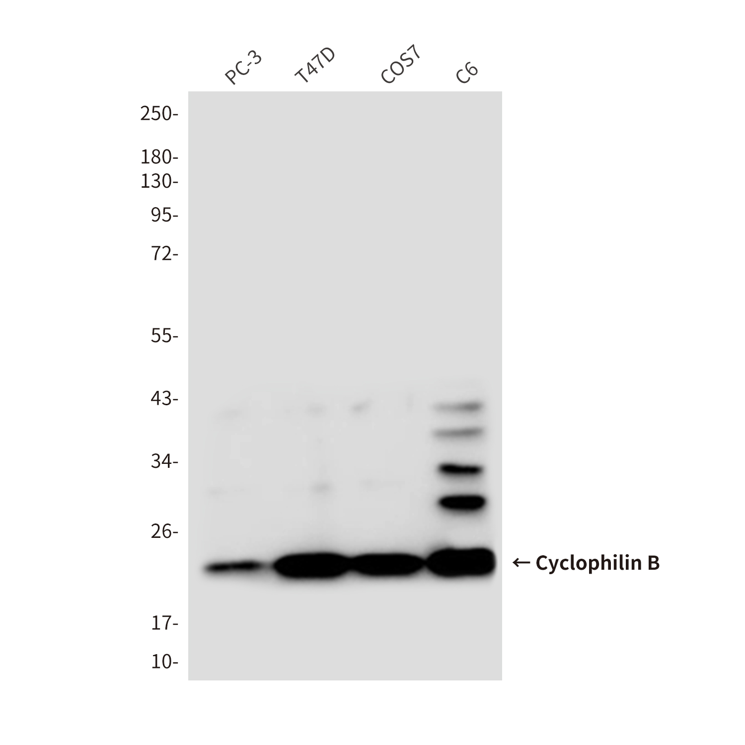 Cyclophilin B Mouse mAb ABZ4234