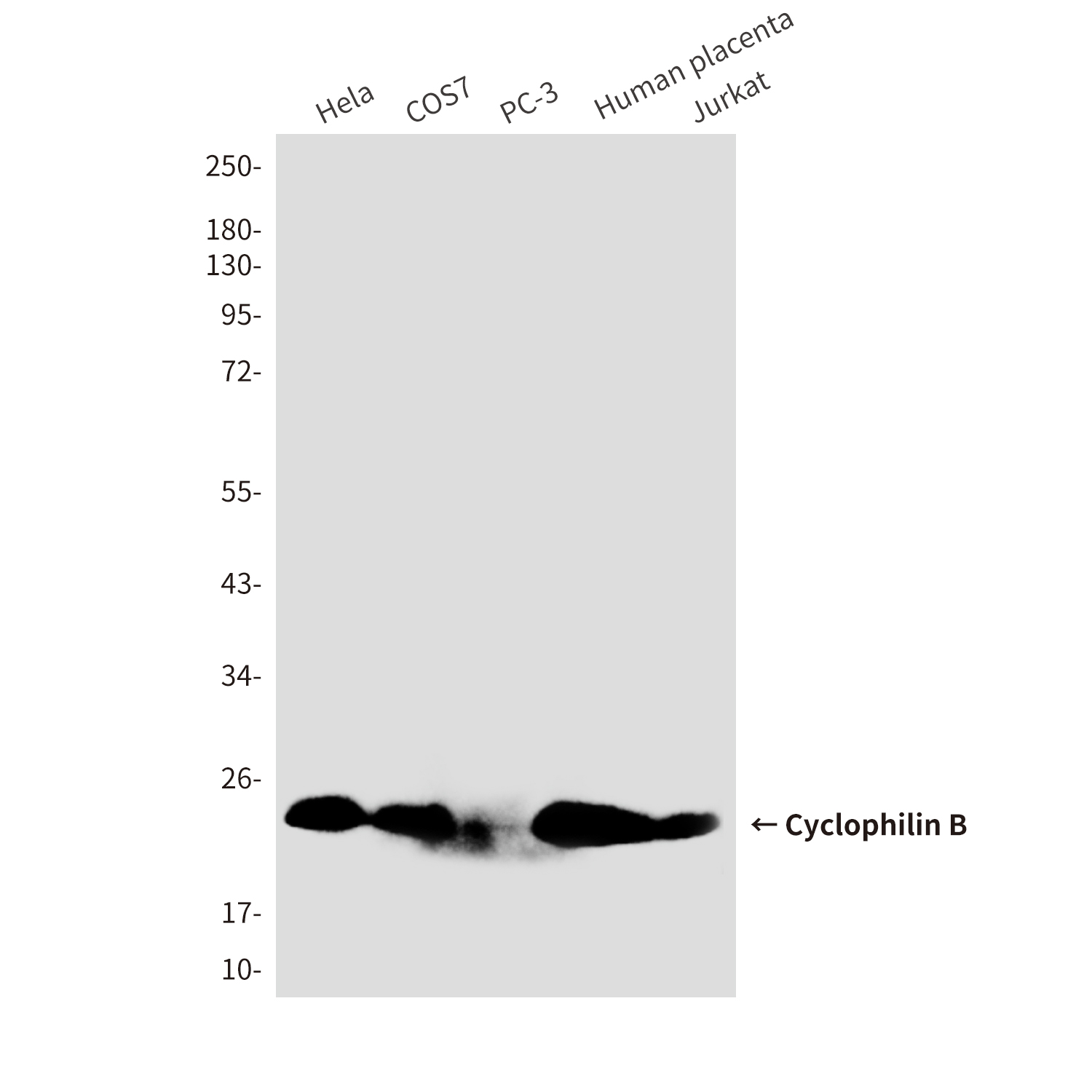 Cyclophilin B Mouse mAb ABZ4234