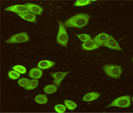 GRP78 BiP (9E4) Mouse mAb ABZ4235