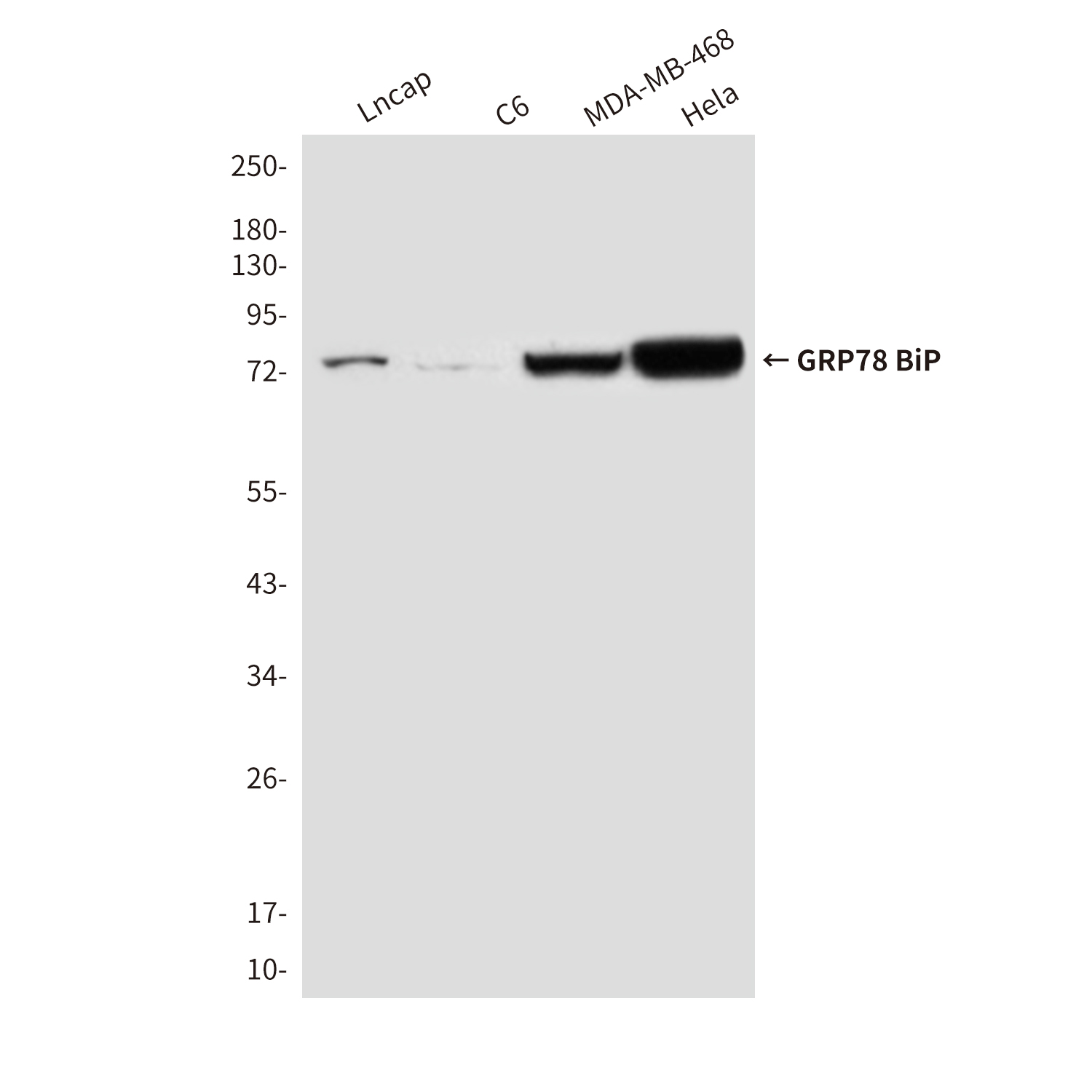 GRP78 BiP (9E4) Mouse mAb ABZ4235