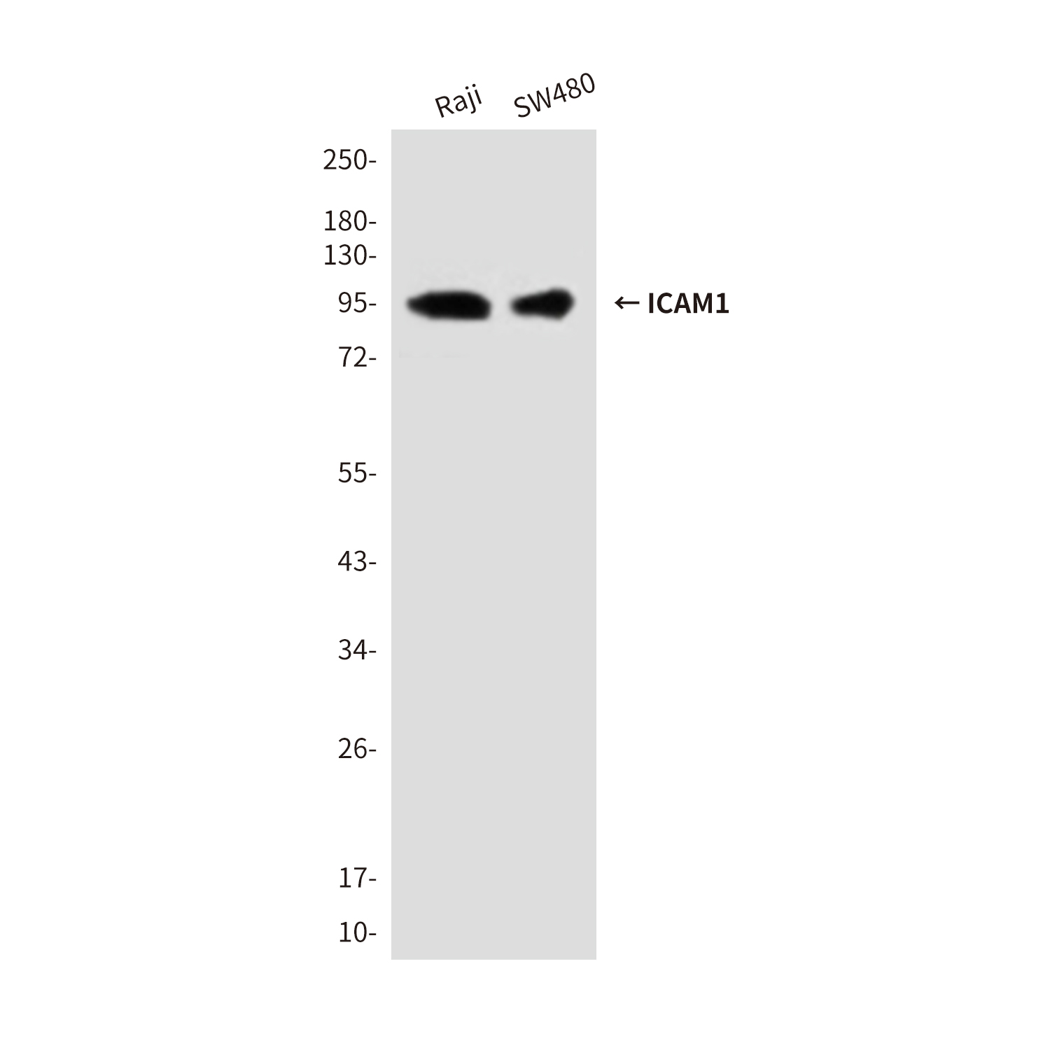 ICAM1 (1C7) Mouse mAb ABZ4236