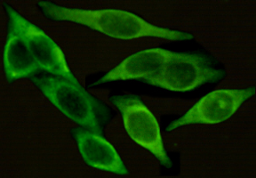 ICAM1 (4F5) Mouse mAb ABZ4237