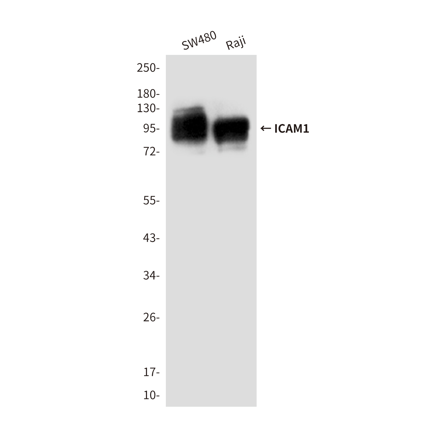 ICAM1 (4F5) Mouse mAb ABZ4237