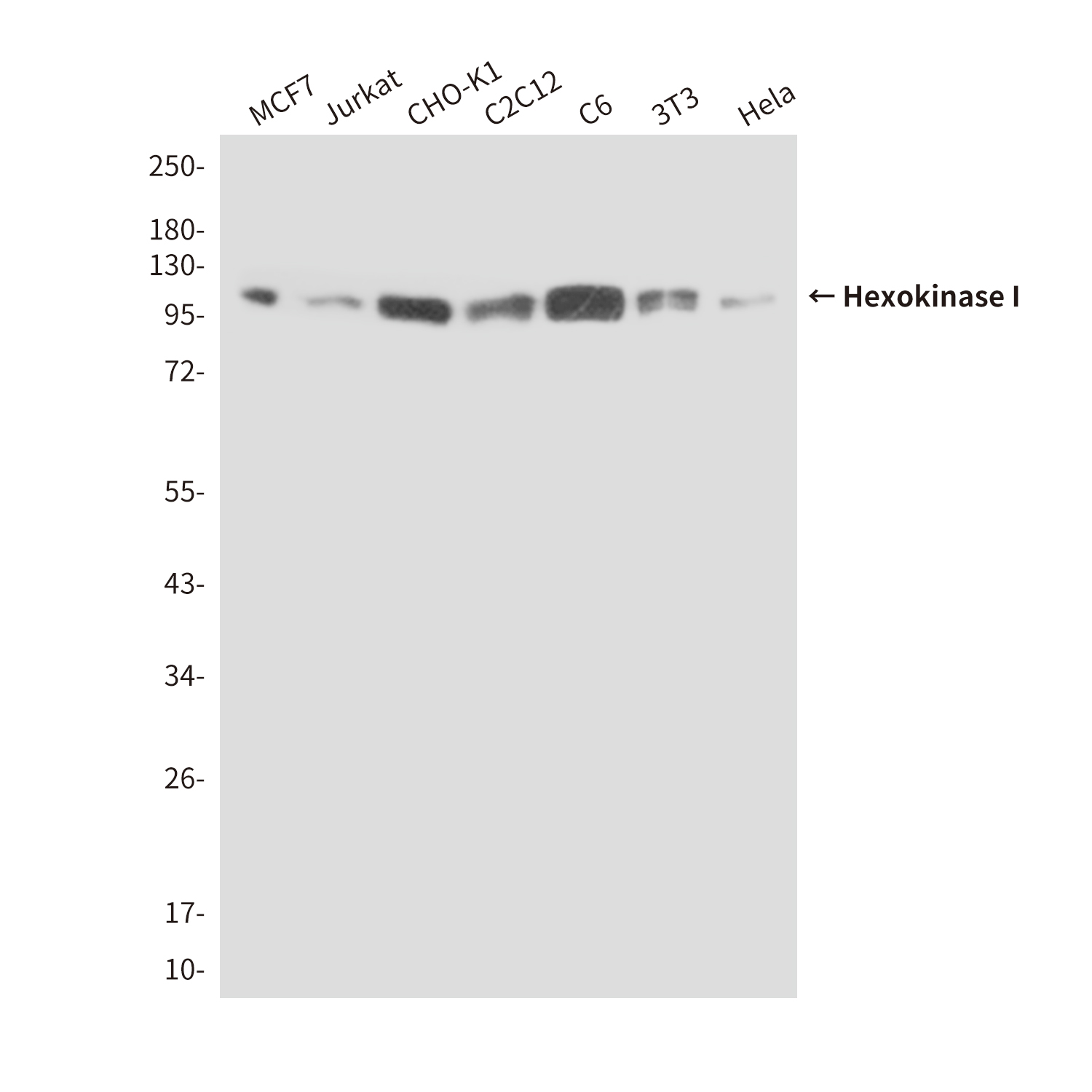 Hexokinase I Mouse mAb ABZ4239