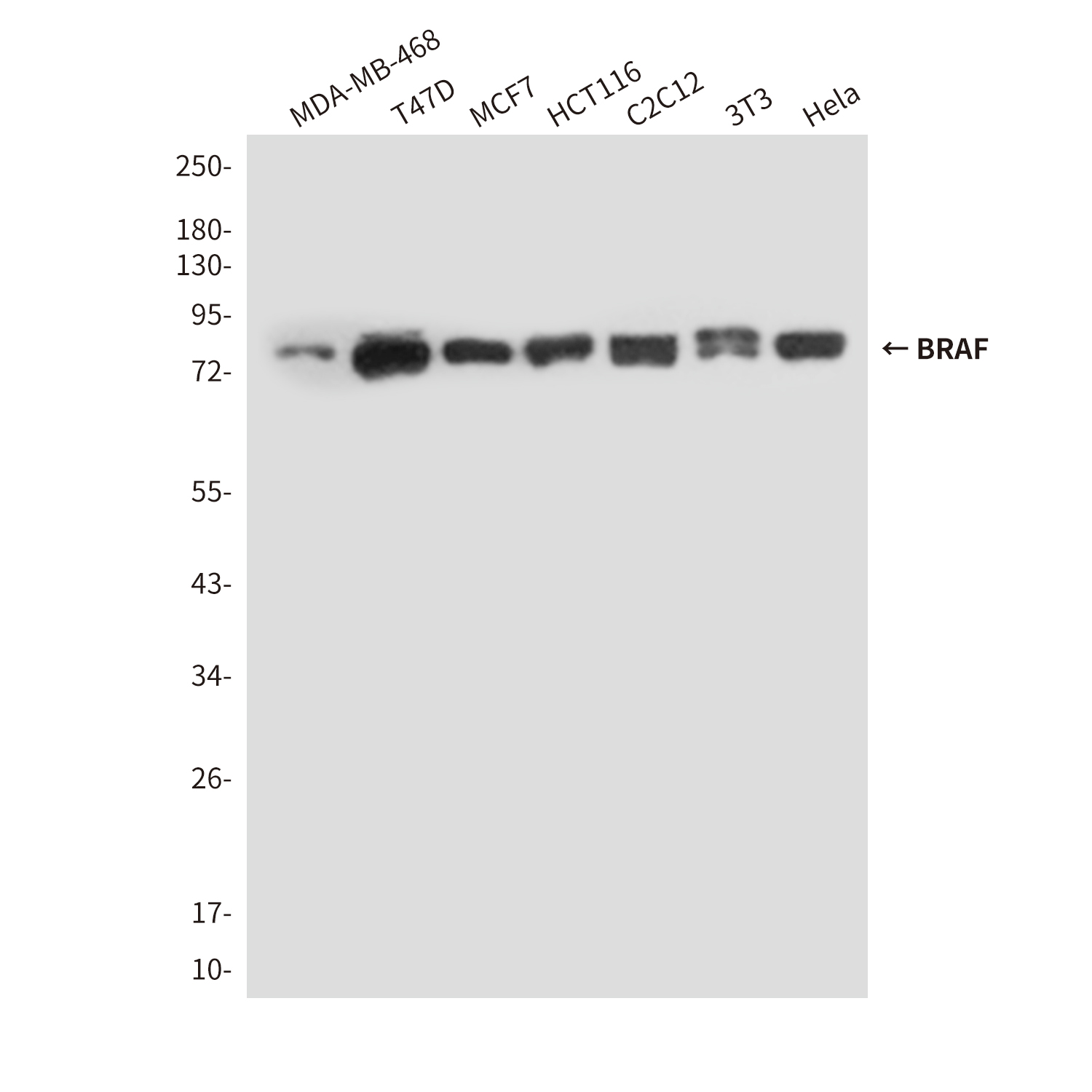 BRAF Mouse mAb ABZ4240