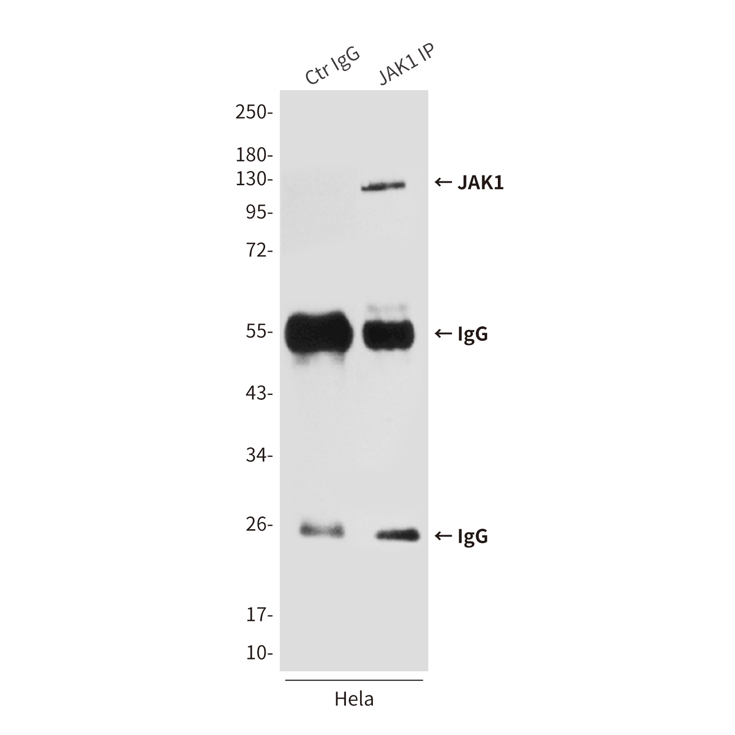 JAK1 (7B1) Mouse mAb ABZ4241