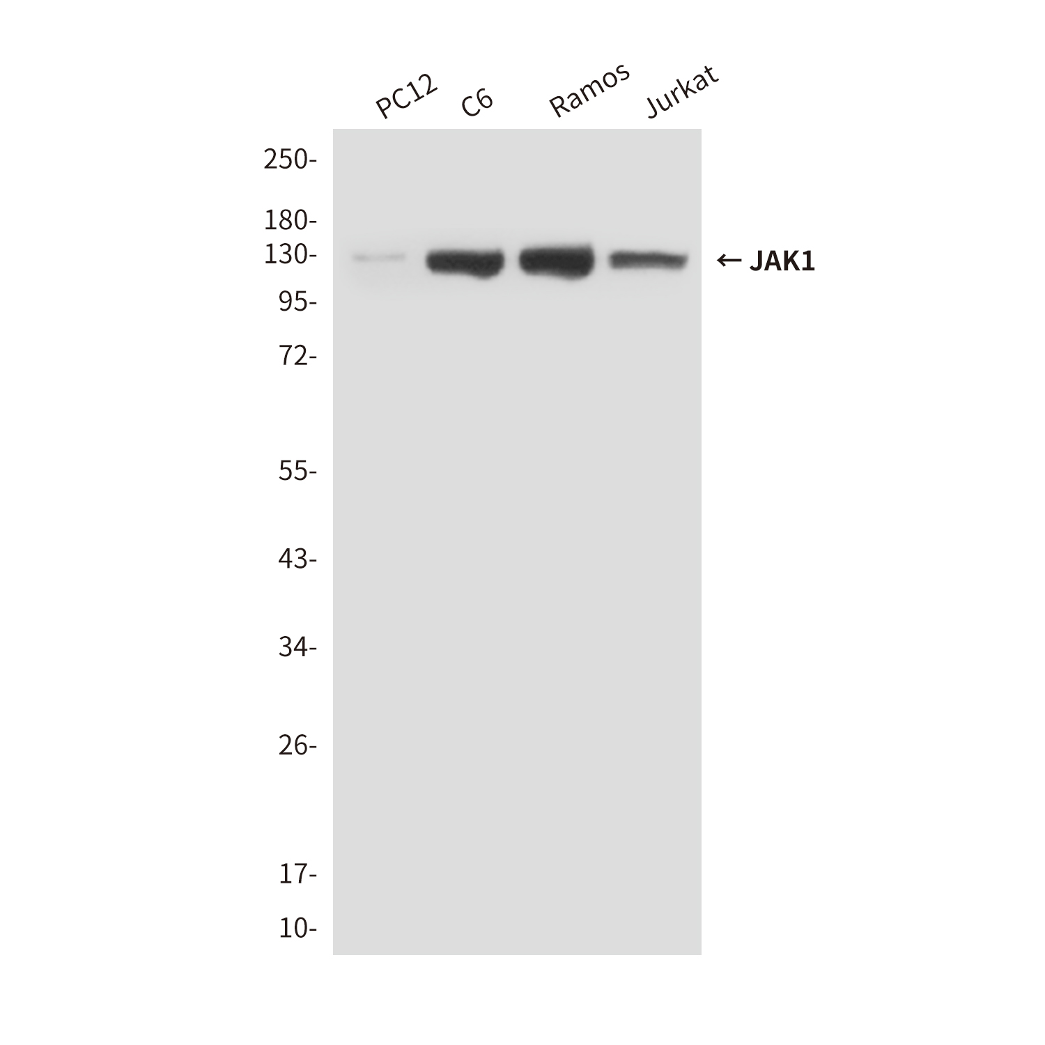 JAK1 (7B1) Mouse mAb ABZ4241