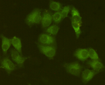 JAK1 (8B8) Mouse mAb ABZ4242