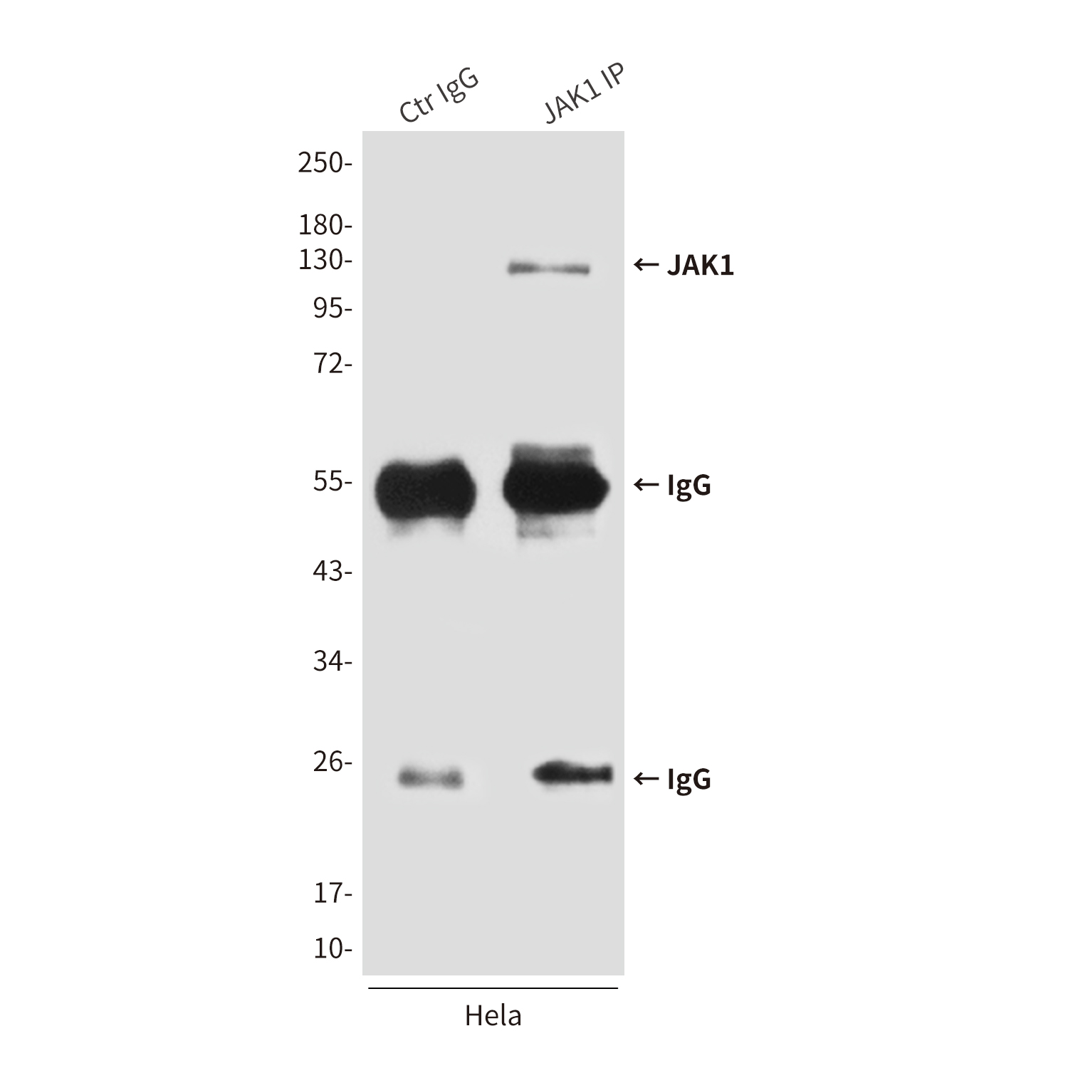 JAK1 (8B8) Mouse mAb ABZ4242