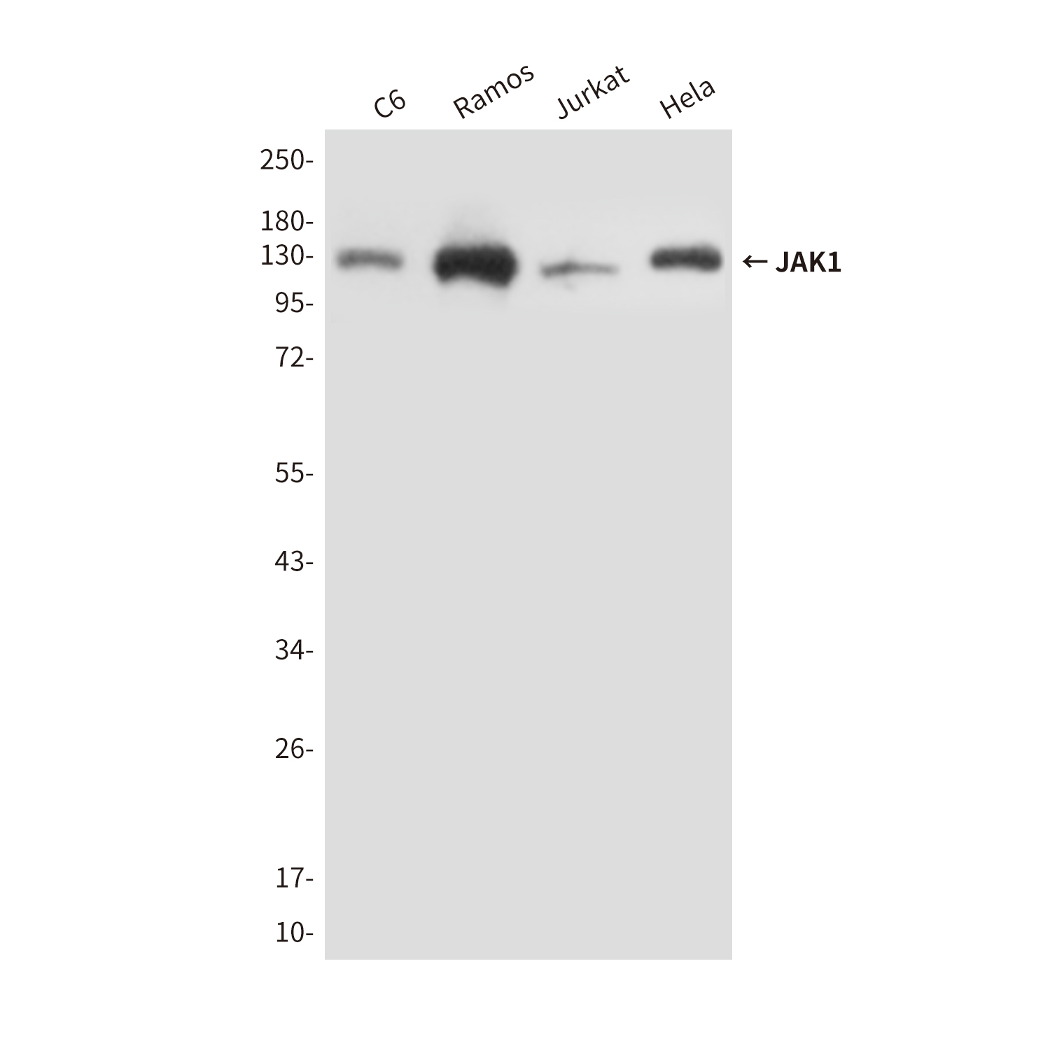 JAK1 (8B8) Mouse mAb ABZ4242