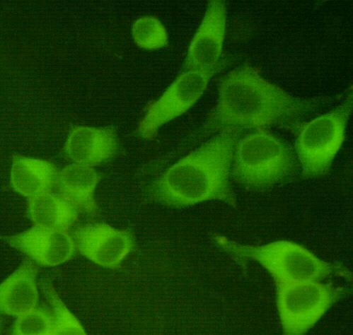 PKM2 (1A7) Mouse mAb ABZ4243