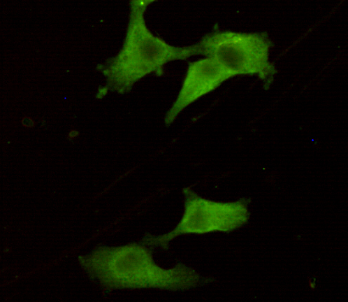 UCH-L1/PGP9.5 (7B8G5E7) Mouse mAb ABZ4244