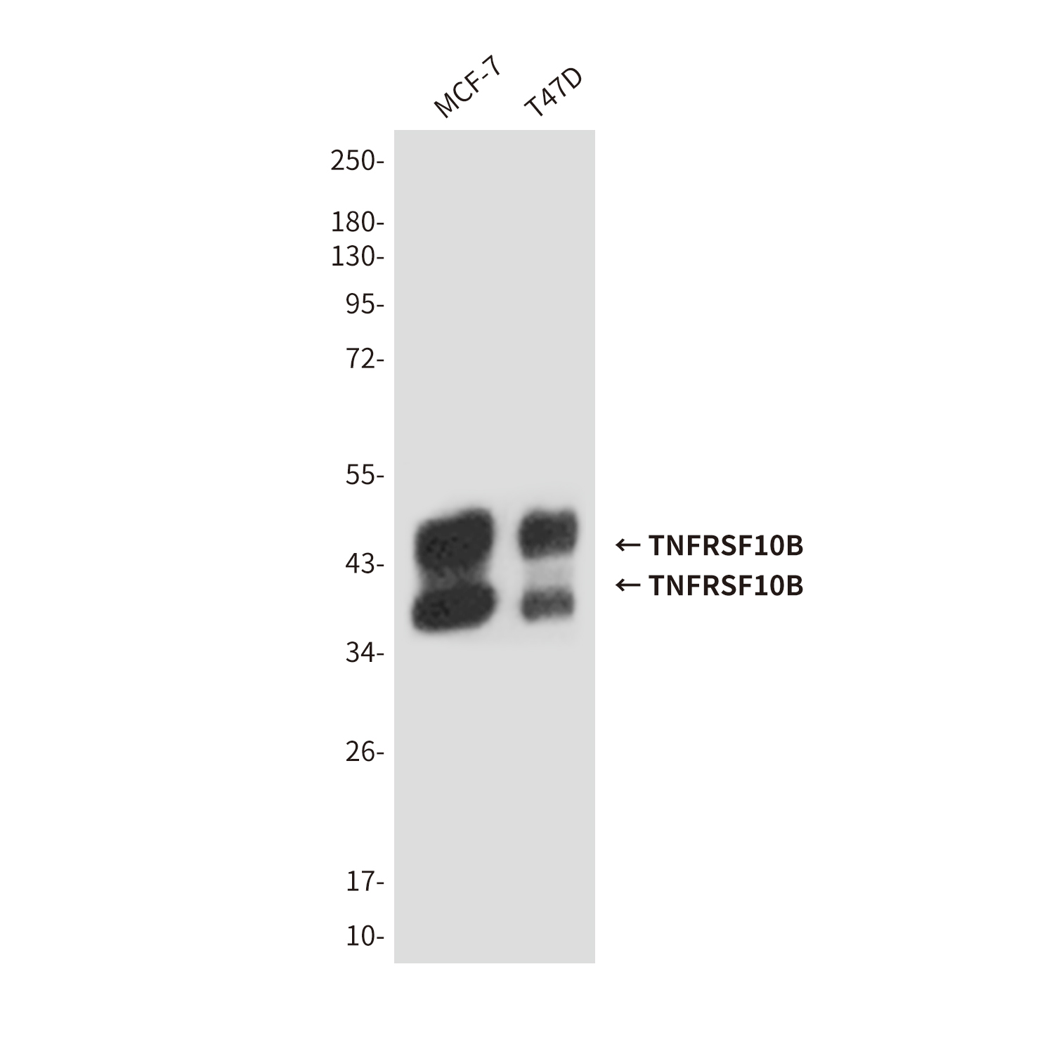 DR5 Mouse mAb ABZ4246