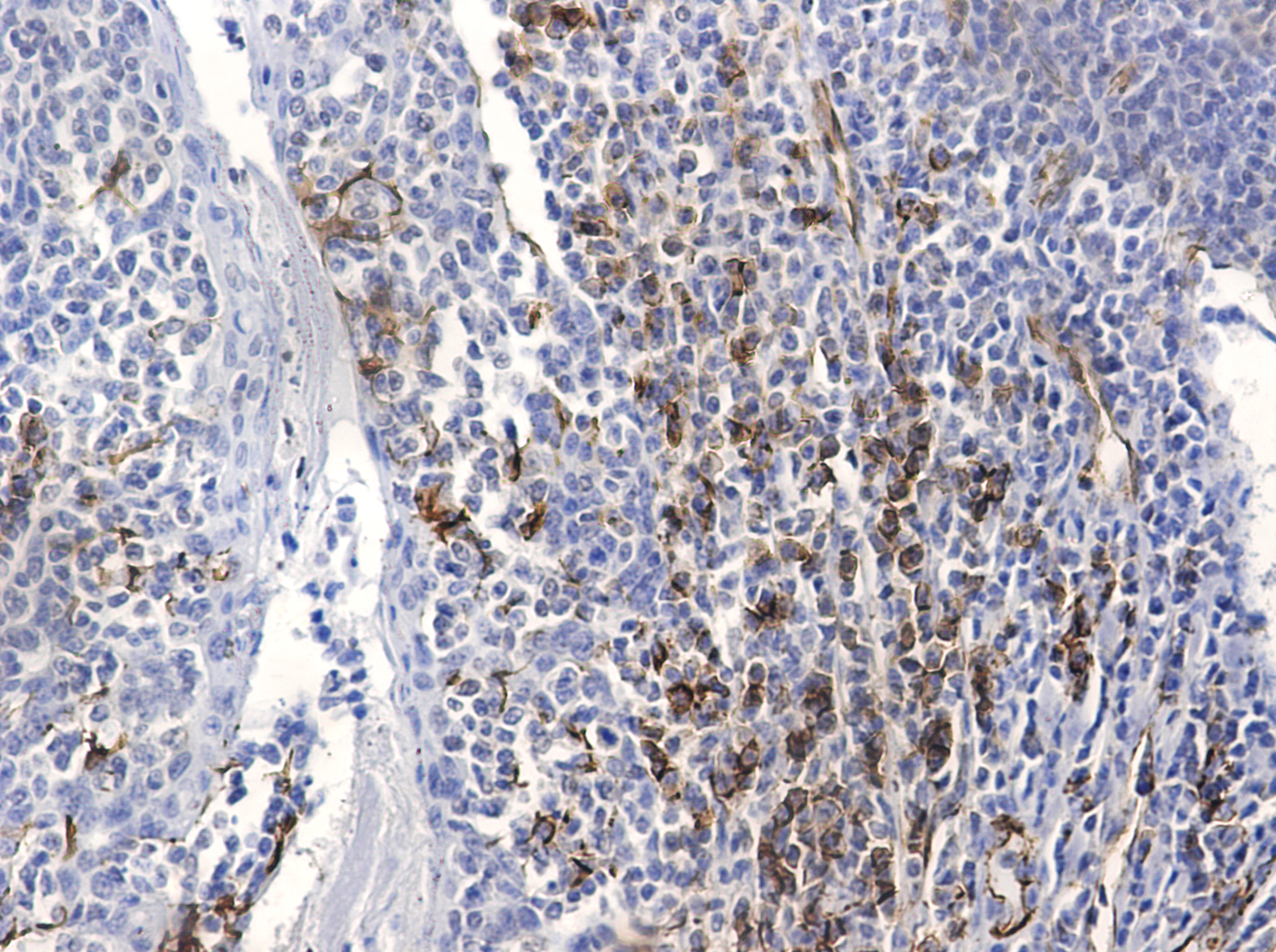 CD31 (5E2) Mouse mAb ABZ4247