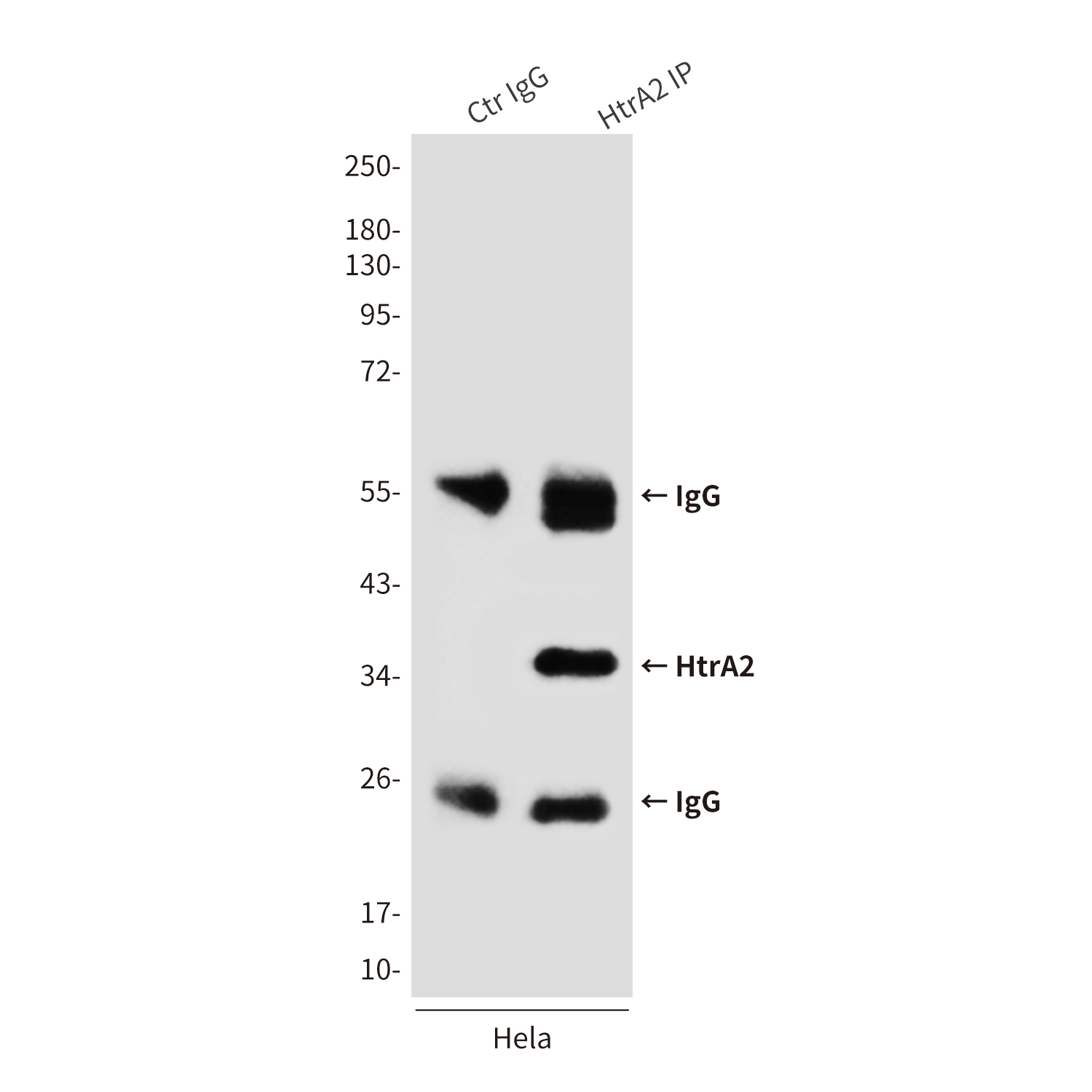 HtrA2 / Omi Mouse mAb ABZ4248