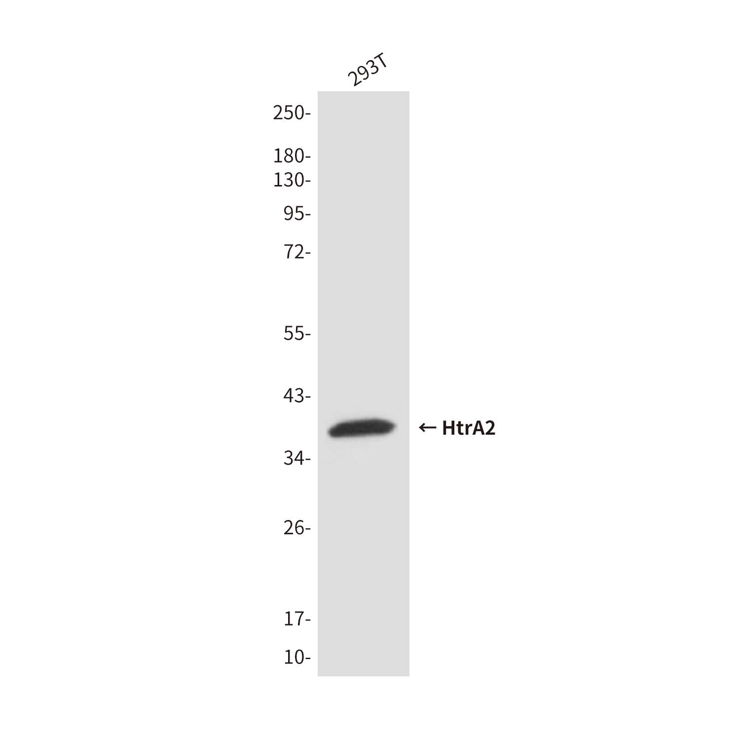 HtrA2 / Omi Mouse mAb ABZ4248