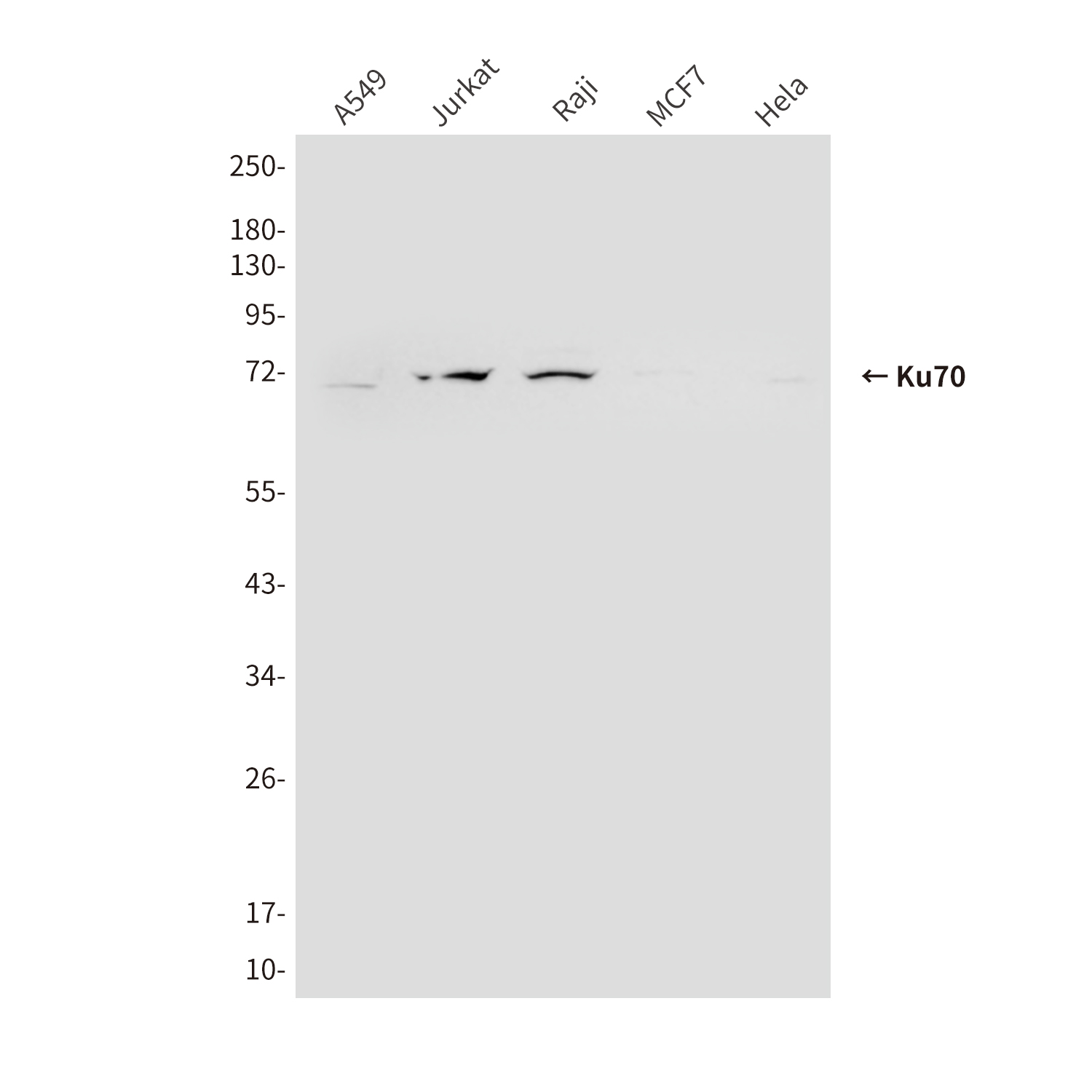 Ku70 (6H10) Mouse mAb ABZ4249