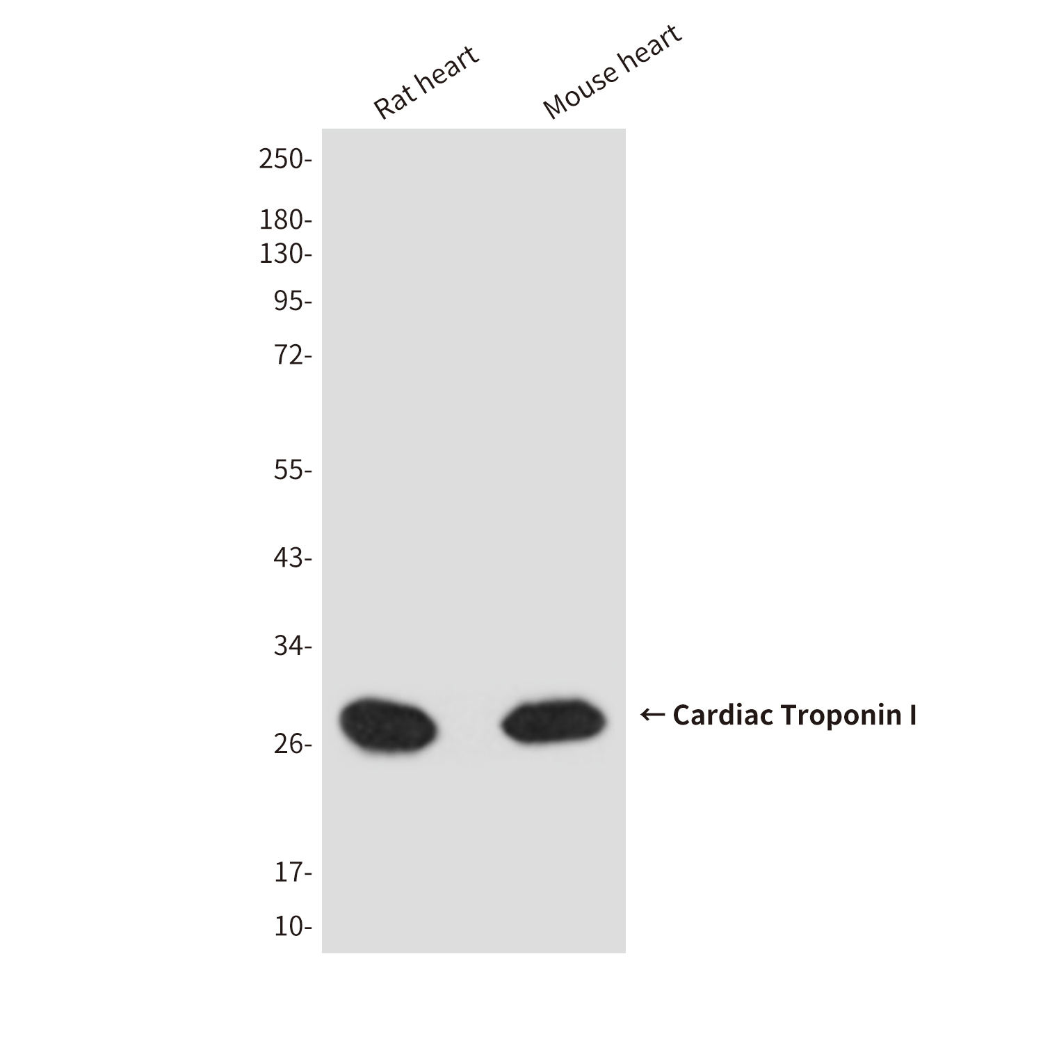 Cardiac Troponin I (4D3) Mouse mAb ABZ4254
