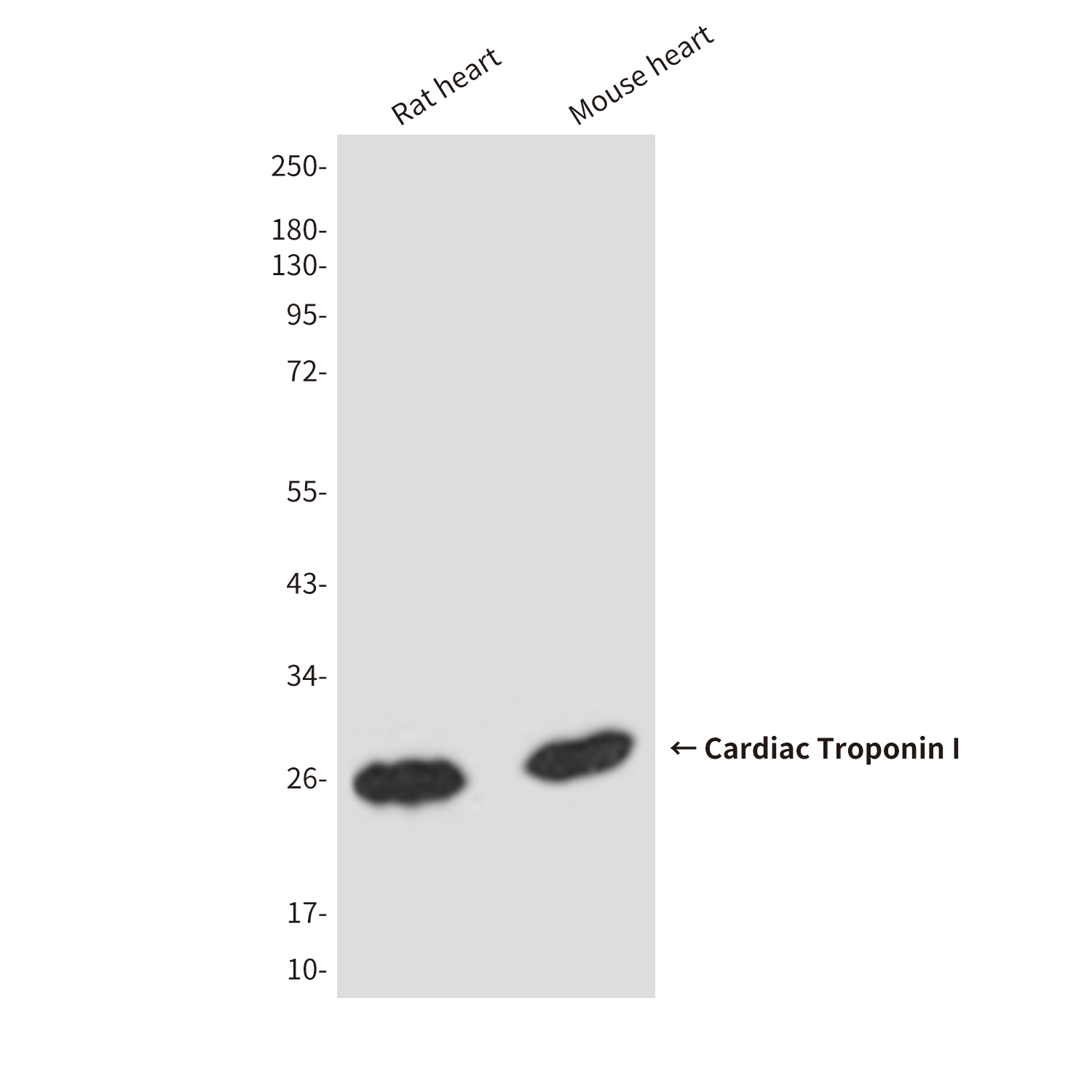 Cardiac Troponin I (5C6) Mouse mAb ABZ4255