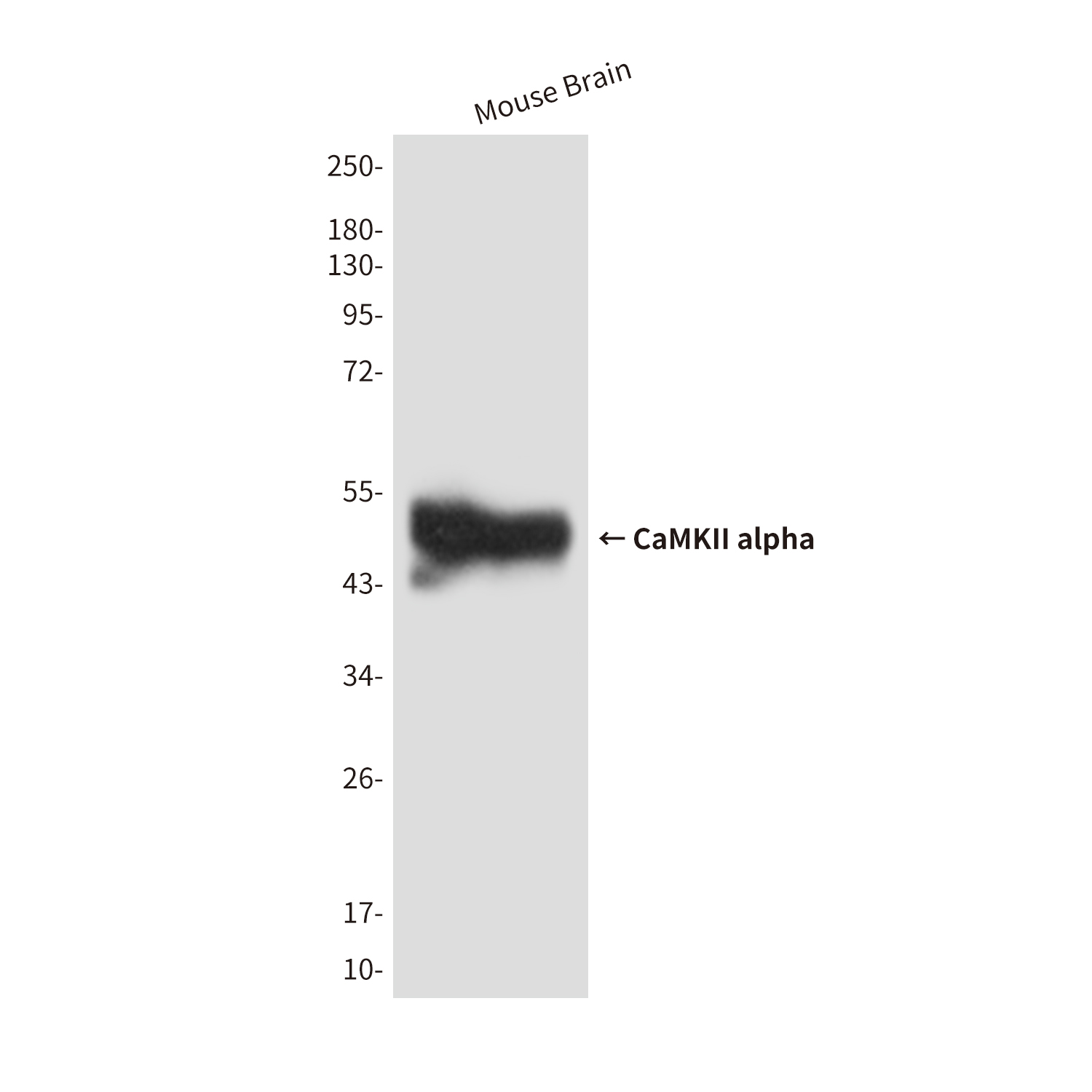 CaMKII alpha (5D9) Mouse mAb ABZ4256