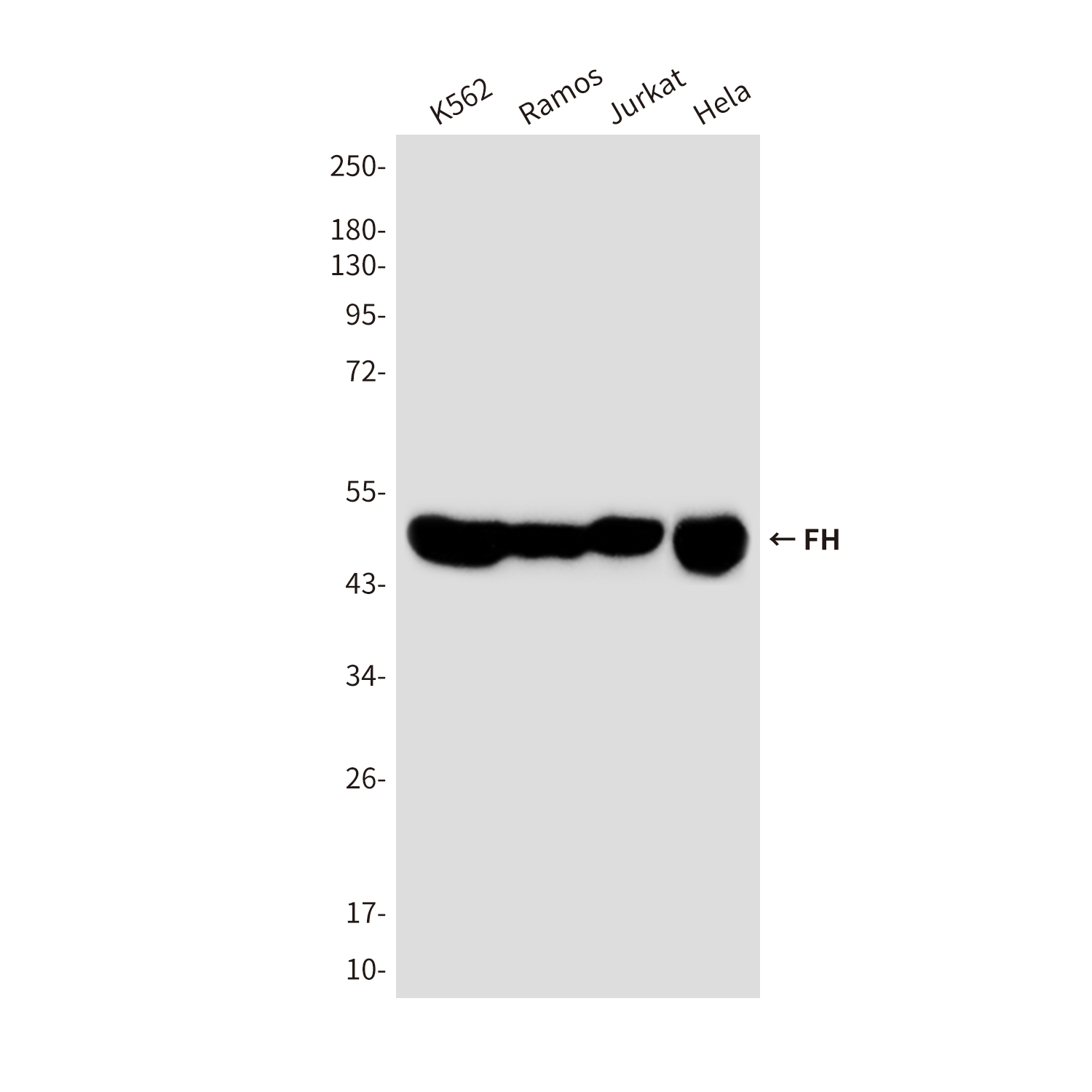 FH/Fumarase Mouse mAb ABZ4259