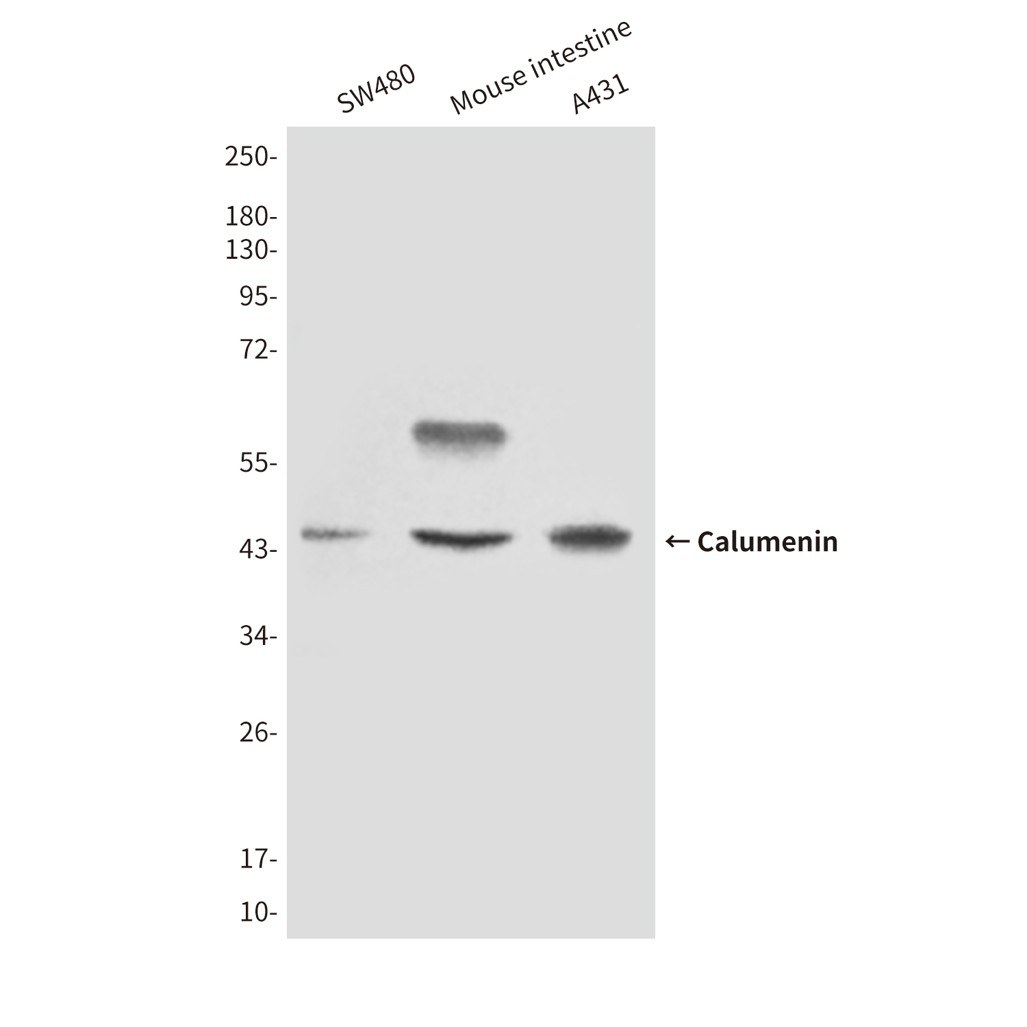 Calumenin Mouse mAb ABZ4261