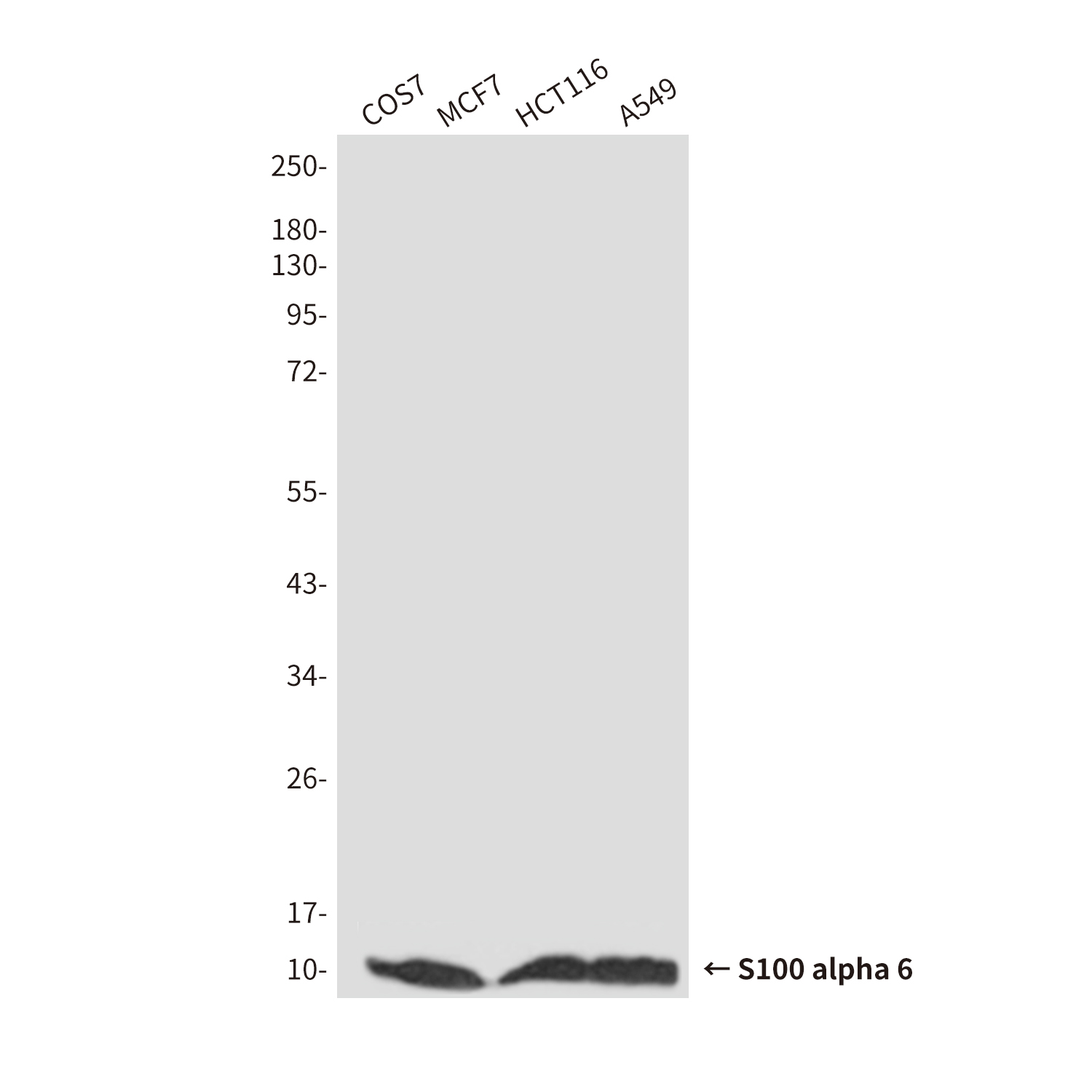 S100 alpha 6 (3E11) Mouse mAb ABZ4262