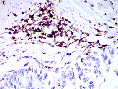CD45 Mouse mAb ABZ4264