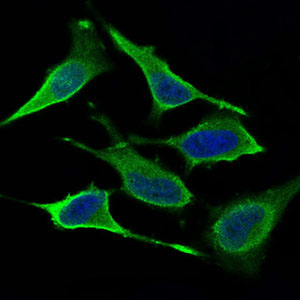DRP1 Mouse mAb ABZ4265