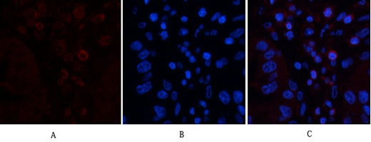 CD45 (8C1) Mouse mAb ABZ4266