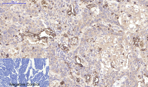 CD45 (8C1) Mouse mAb ABZ4266