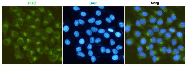 MMP2 (3A8) Mouse mAb ABZ4267