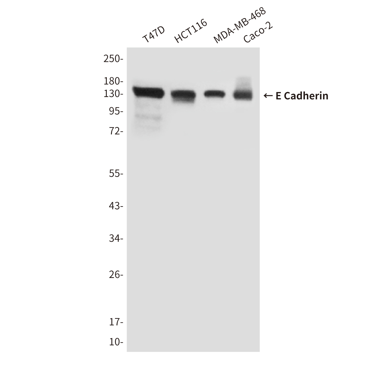 E Cadherin (6B10) Mouse mAb ABZ4269
