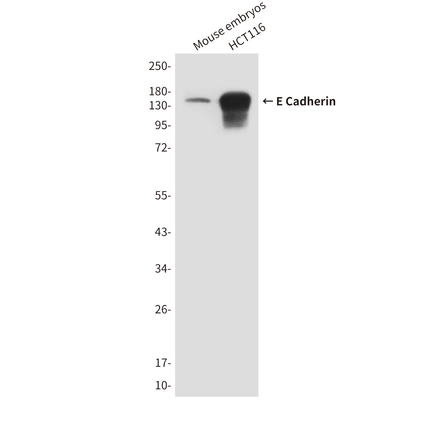 E Cadherin (6B10) Mouse mAb ABZ4269
