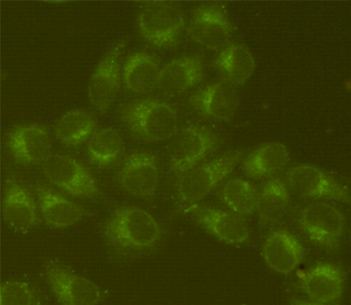 GRP78 BiP (4F11) Mouse mAb ABZ4270