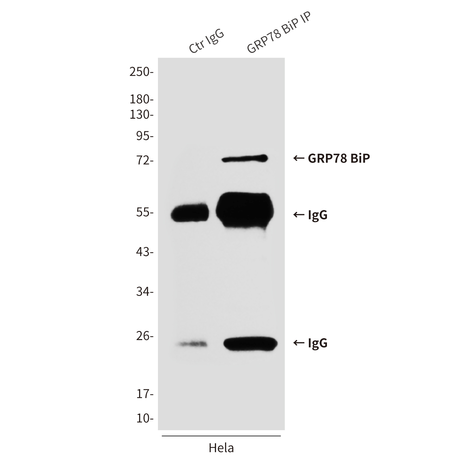 GRP78 BiP (4F11) Mouse mAb ABZ4270
