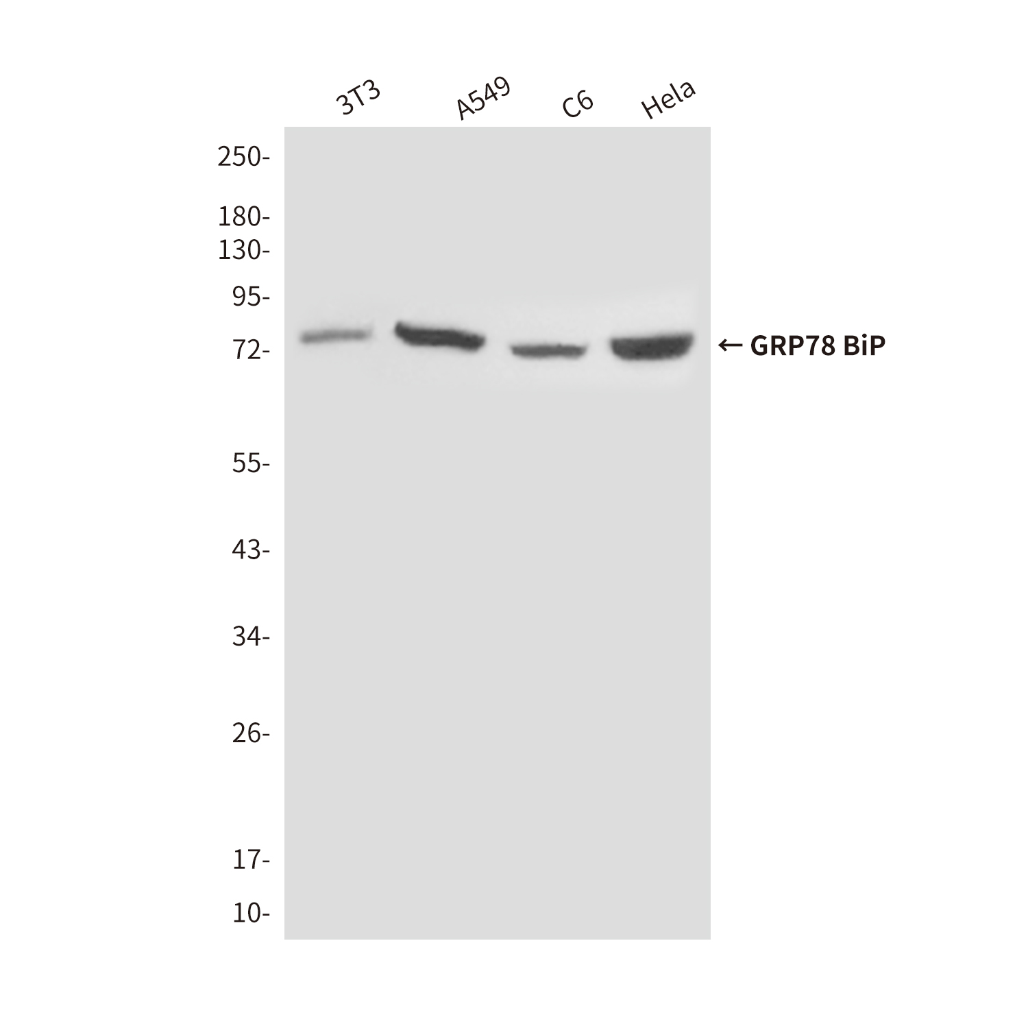 GRP78 BiP (4F11) Mouse mAb ABZ4270
