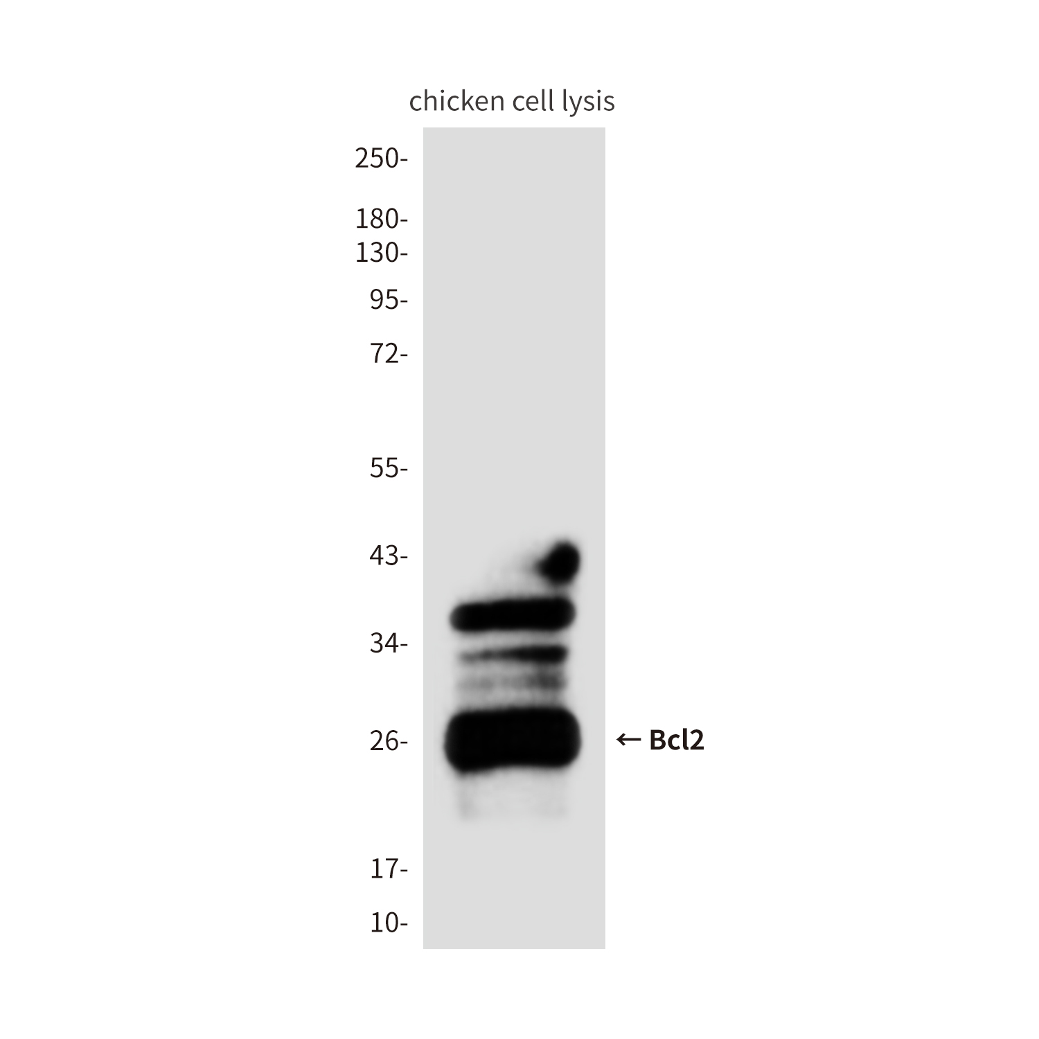 Bcl 2 (3H5) Mouse mAb ABZ4271