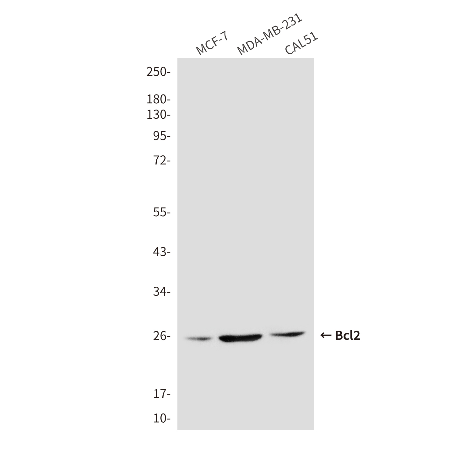 Bcl 2 (3H5) Mouse mAb ABZ4271