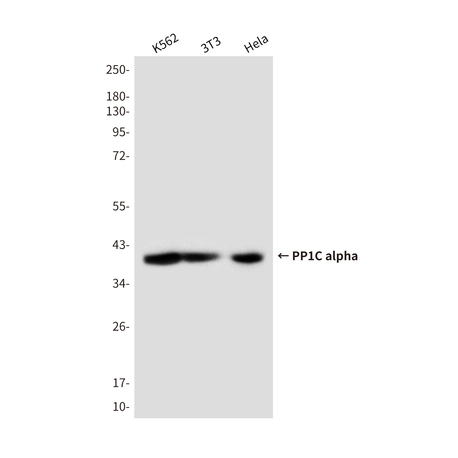 PP1C alpha Mouse mAb ABZ4272