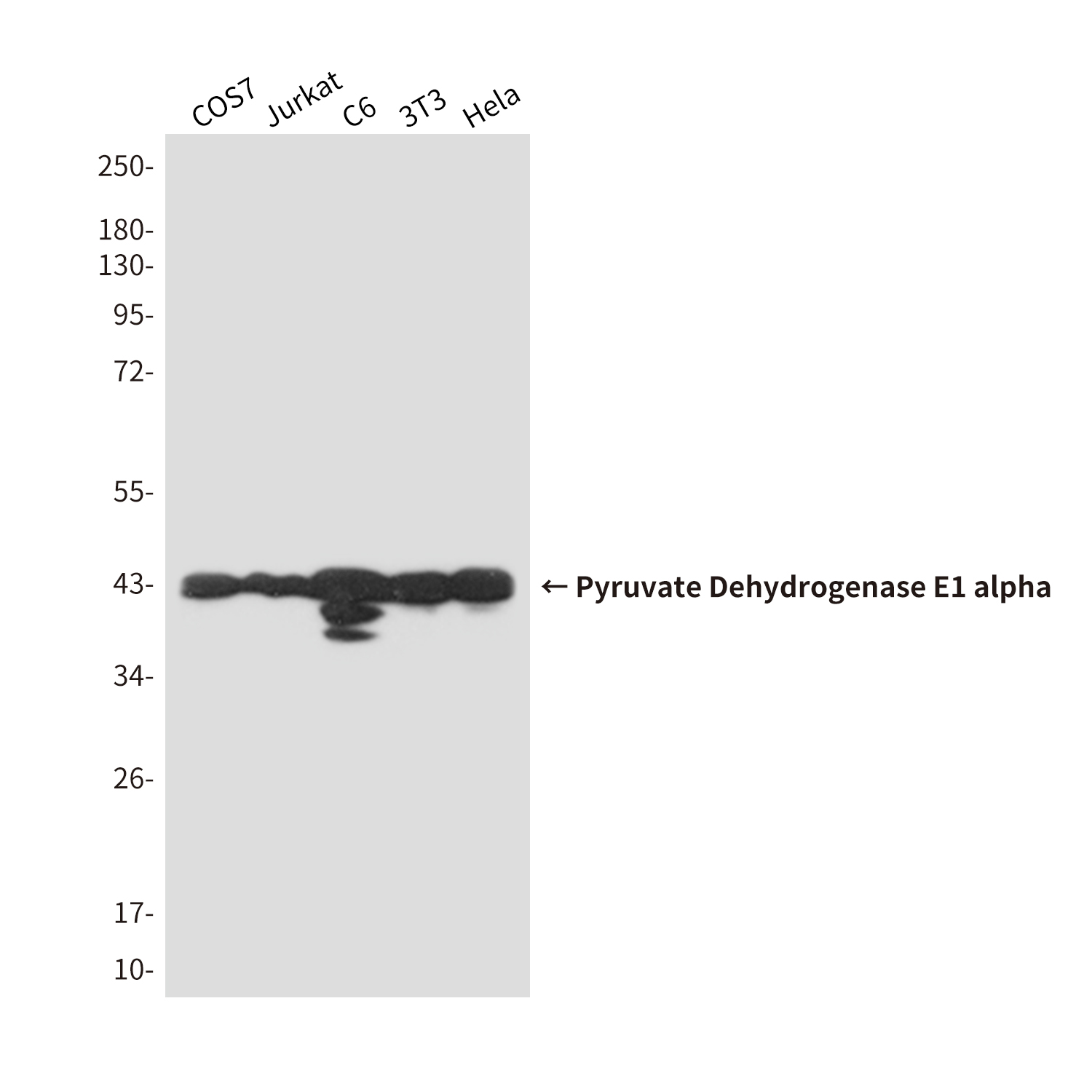 Pyruvate Dehydrogenase E1 alpha Mouse mAb ABZ4274