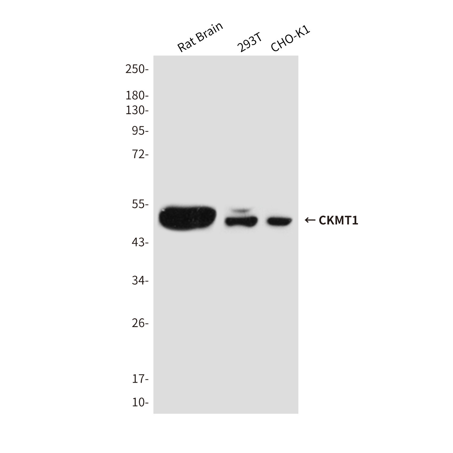 CKMT1 Mouse mAb ABZ4278