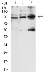 NCAM1 Mouse mAb ABZ4309